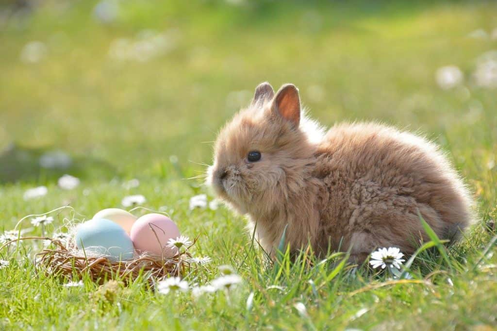 RABBITS